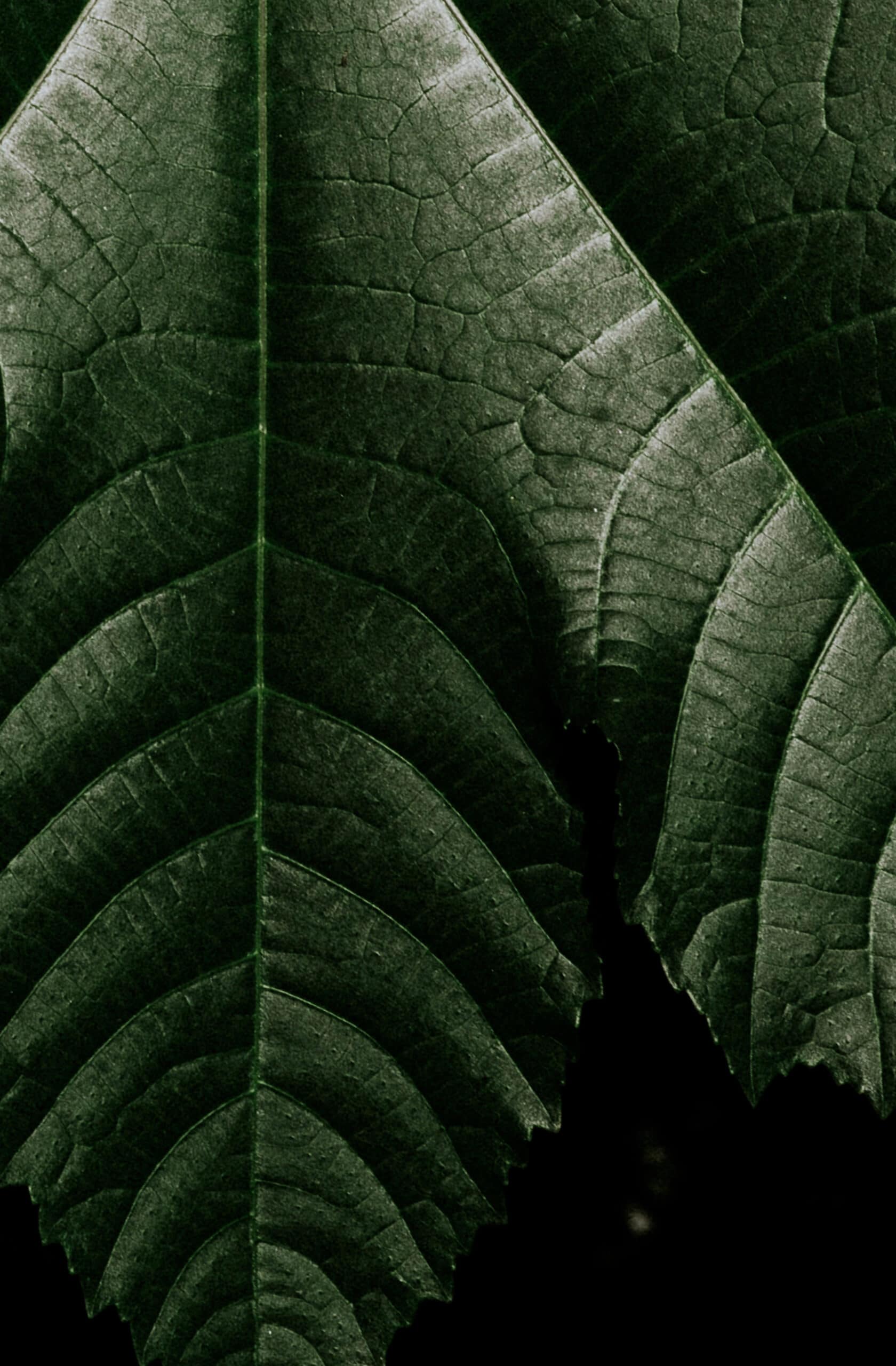 Formules & Ingrédients extraitsbotaniques